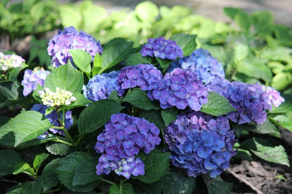 Sécuriser sa piscine : alarme ou barrière ?